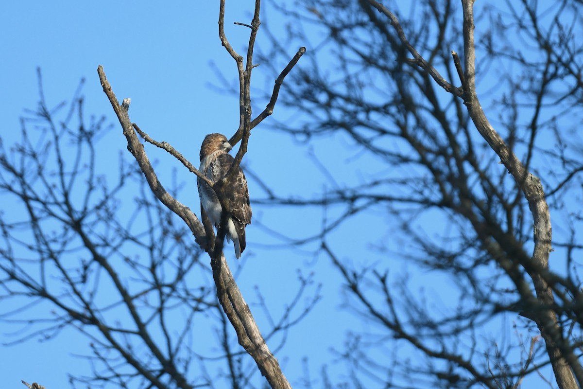 Red-tailed Hawk - ML646551234