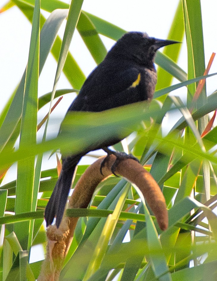 Varillero Aliamarillo - ML646551236