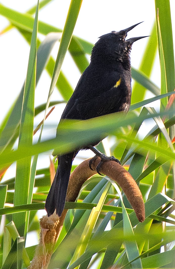 Varillero Aliamarillo - ML646551237
