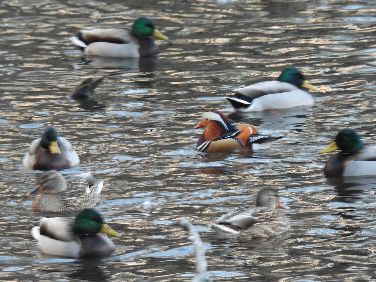 Mandarin Ördeği - ML646551239