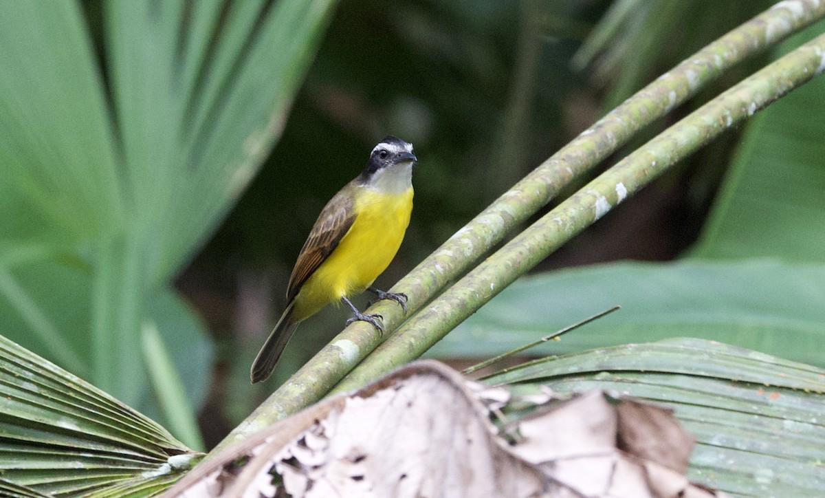 Bienteveo Chico - ML646551240