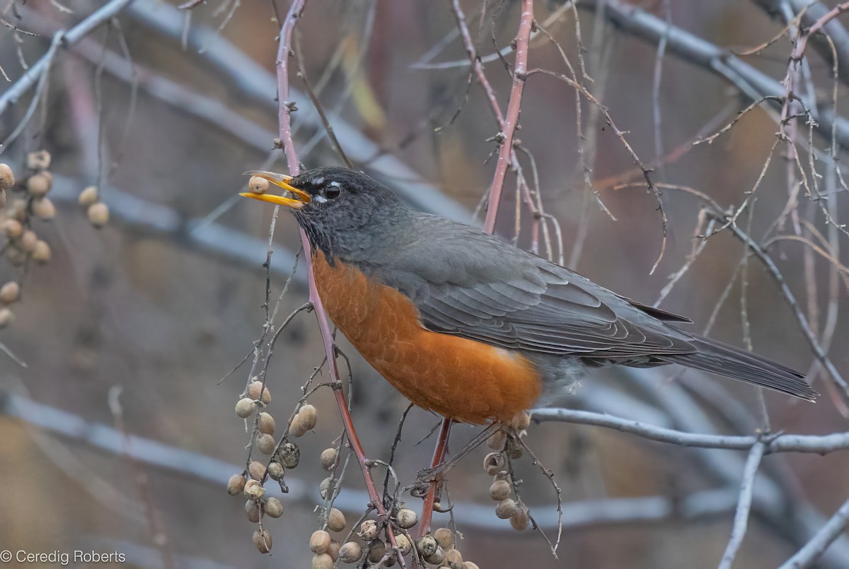 American Robin - ML646551241