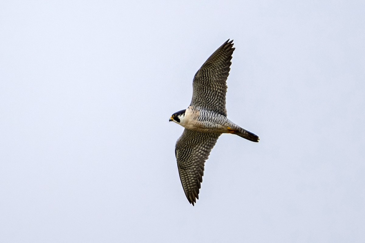 sokol stěhovavý - ML646551242