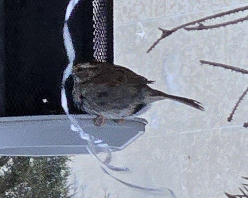 White-throated Sparrow - ML646551246