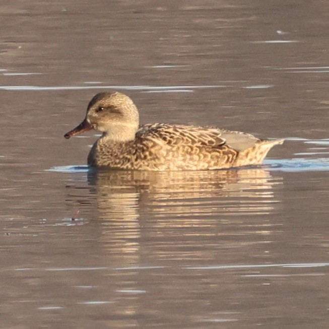 Gadwall - ML646551247