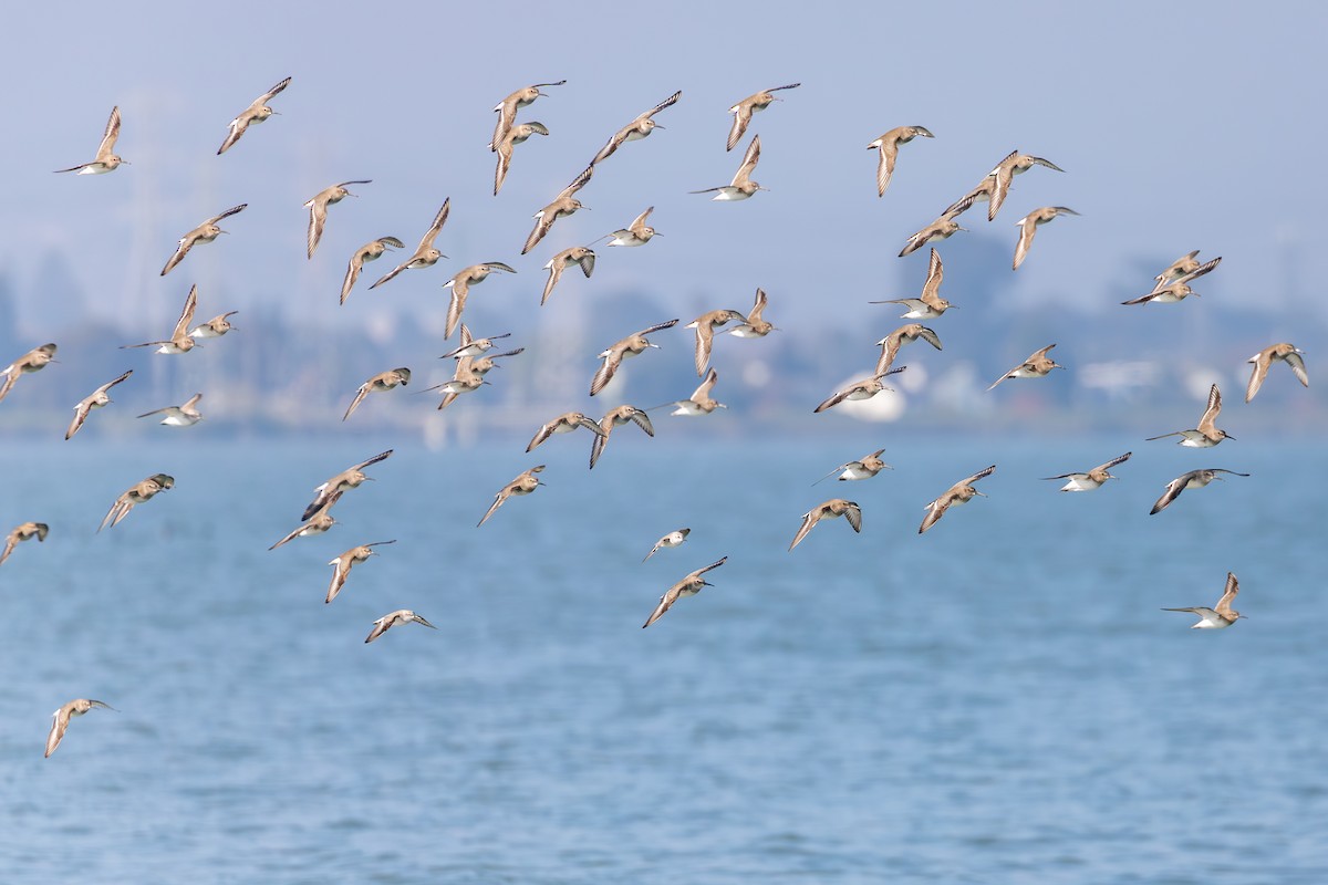 Dunlin (pacifica/arcticola) - ML646551248
