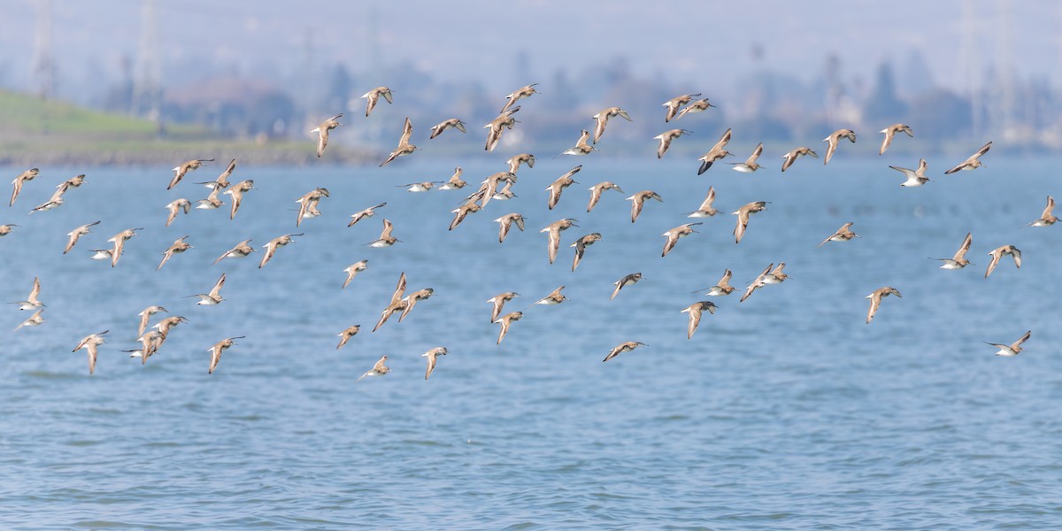 Dunlin (pacifica/arcticola) - ML646551249