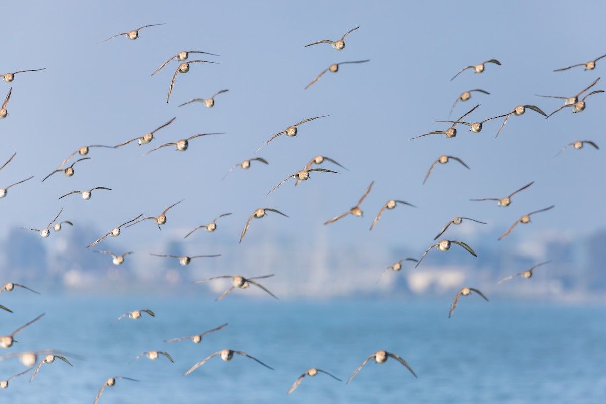 Dunlin (pacifica/arcticola) - ML646551250