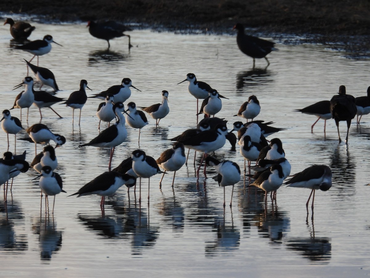 Black-necked Stilt - ML646551253