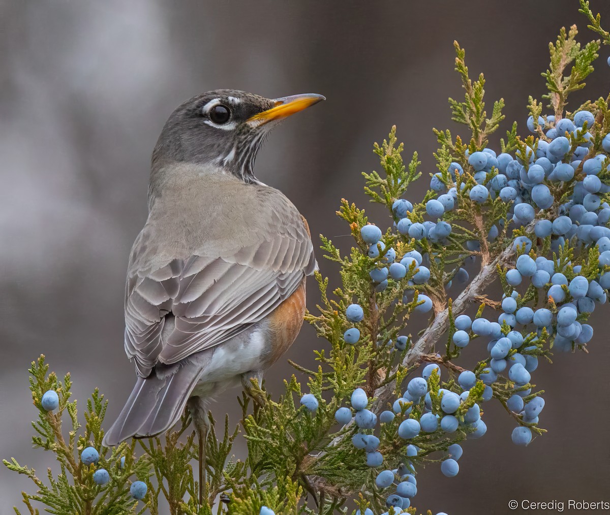 American Robin - ML646551254