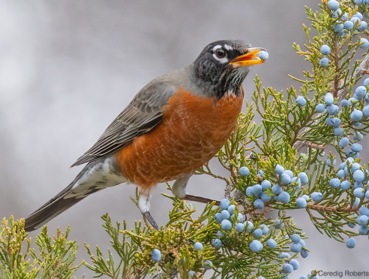 American Robin - ML646551255