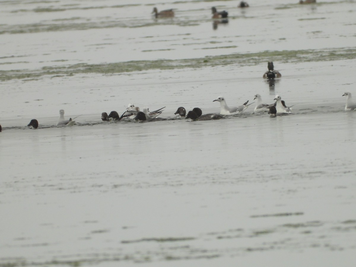 Bonaparte's Gull - ML646551256