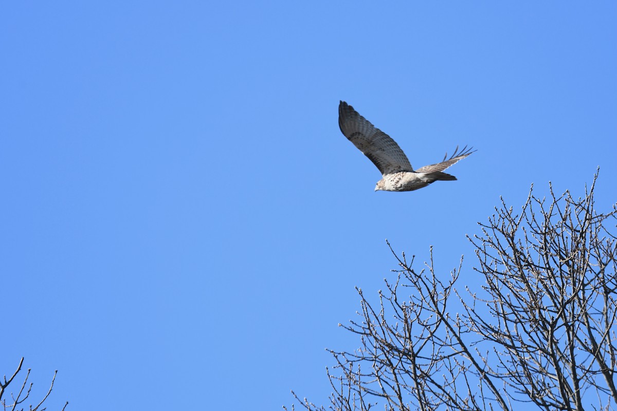 Red-tailed Hawk - ML646551257