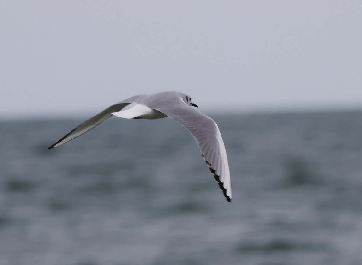 Bonaparte's Gull - ML646551258