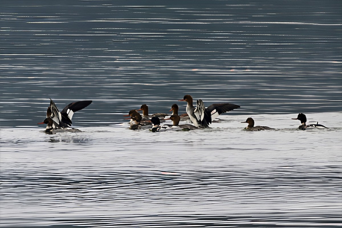 Red-breasted Merganser - ML646551259