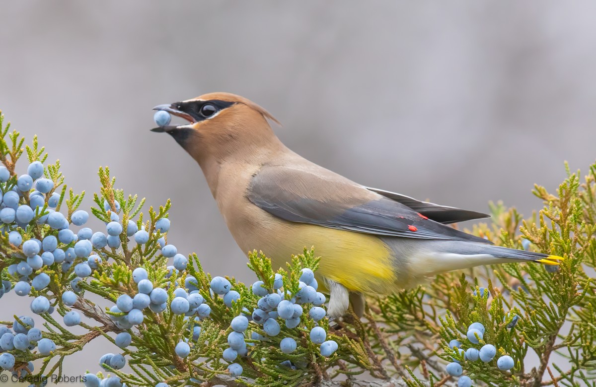 Cedar Waxwing - ML646551264