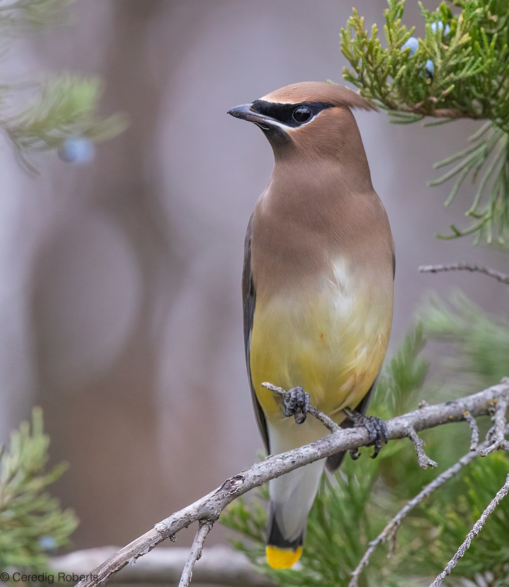 Cedar Waxwing - ML646551265