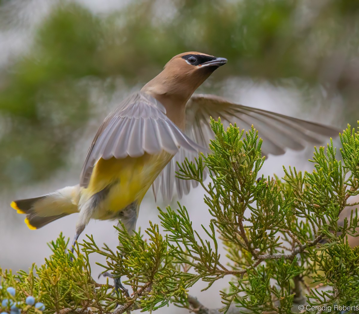Cedar Waxwing - ML646551266