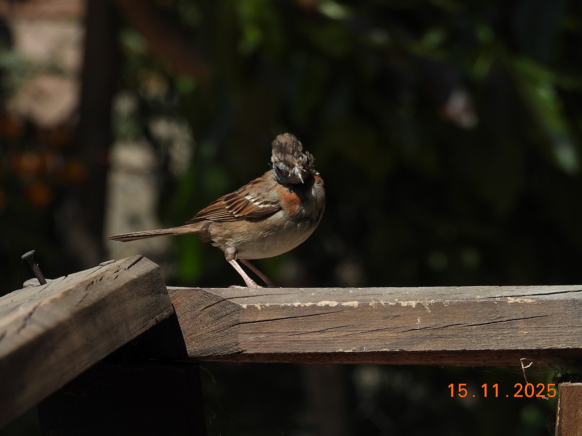 Rufous-collared Sparrow - ML646551272
