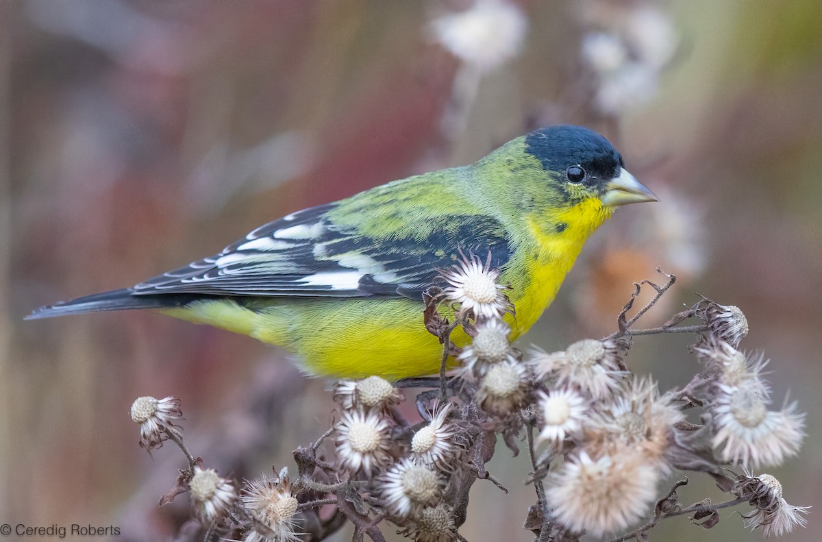 Lesser Goldfinch - ML646551275