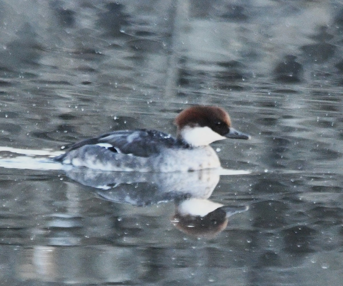 Smew - ML646551276