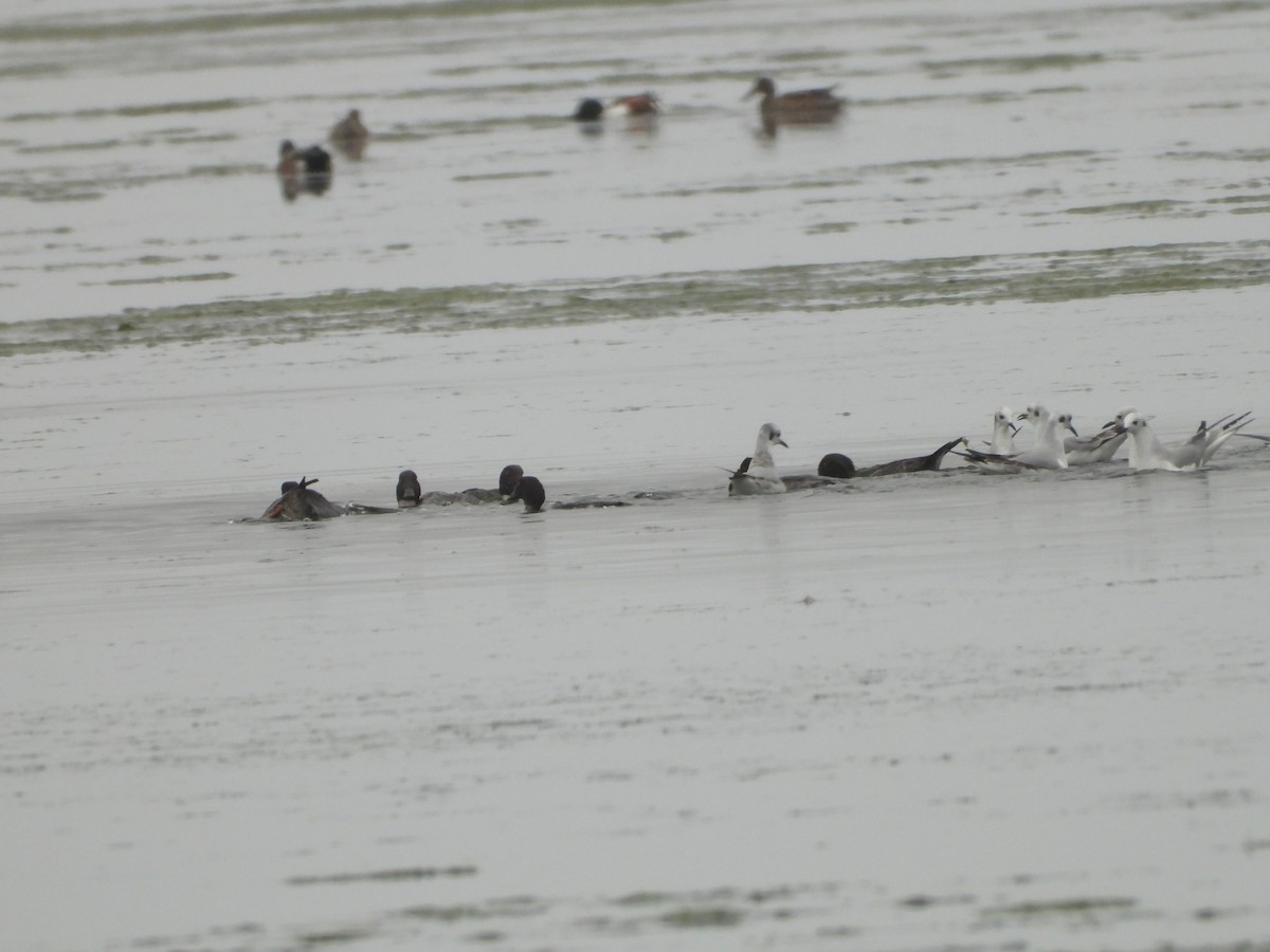 Bonaparte's Gull - ML646551277