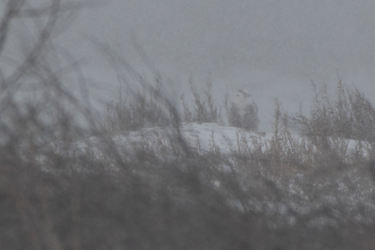 Snowy Owl - ML646551279