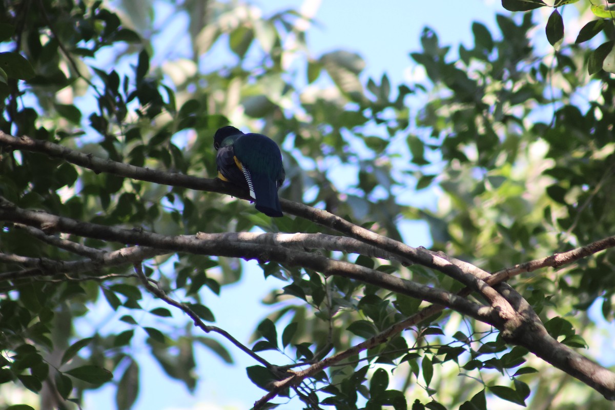 Mor Trogon - ML646551281