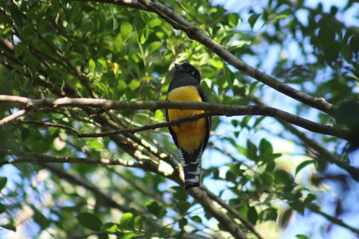 Mor Trogon - ML646551283