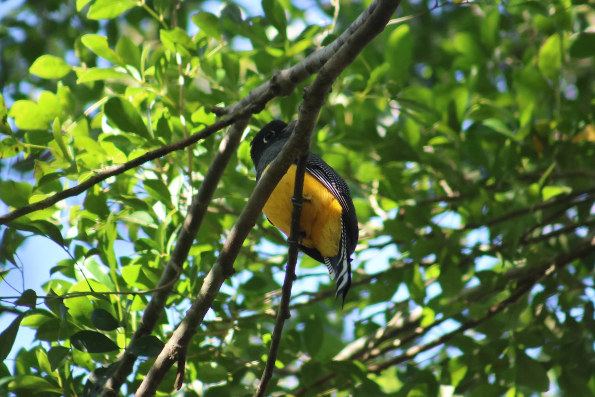 Mor Trogon - ML646551284