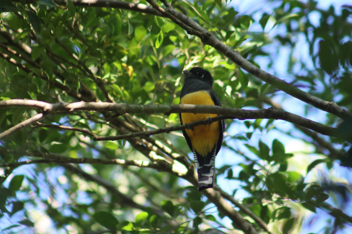 Mor Trogon - ML646551286