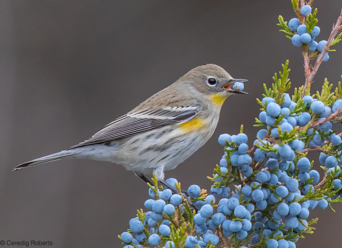 Yellow-rumped Warbler - ML646551287
