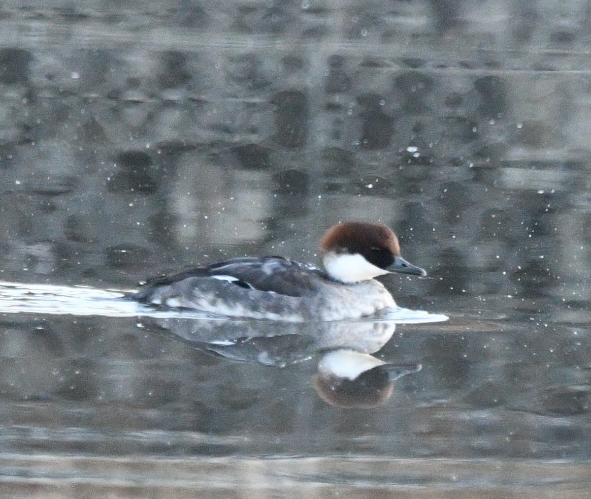 Smew - ML646551288