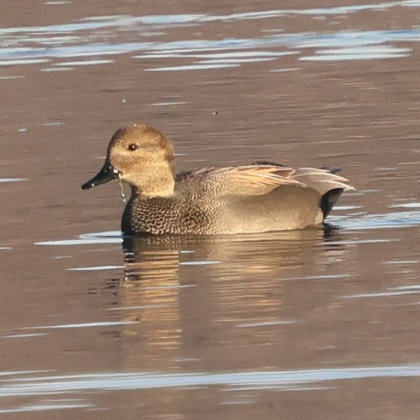 Gadwall - ML646551289
