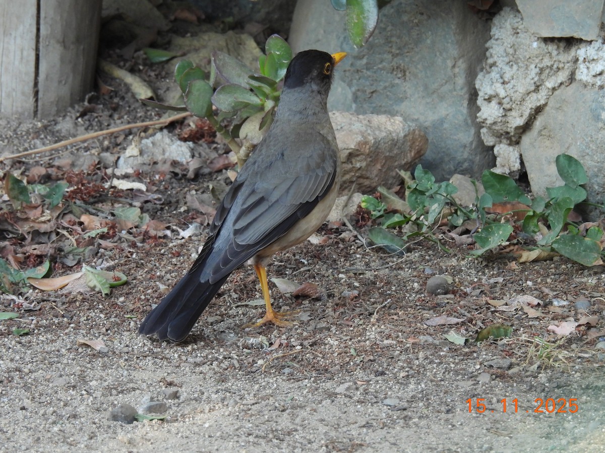 Austral Thrush - ML646551291