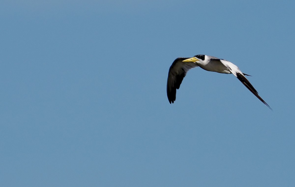 Charrán Picudo - ML646551292