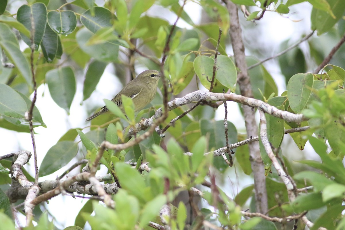 Turuncu Taçlı Ötleğen - ML646551294