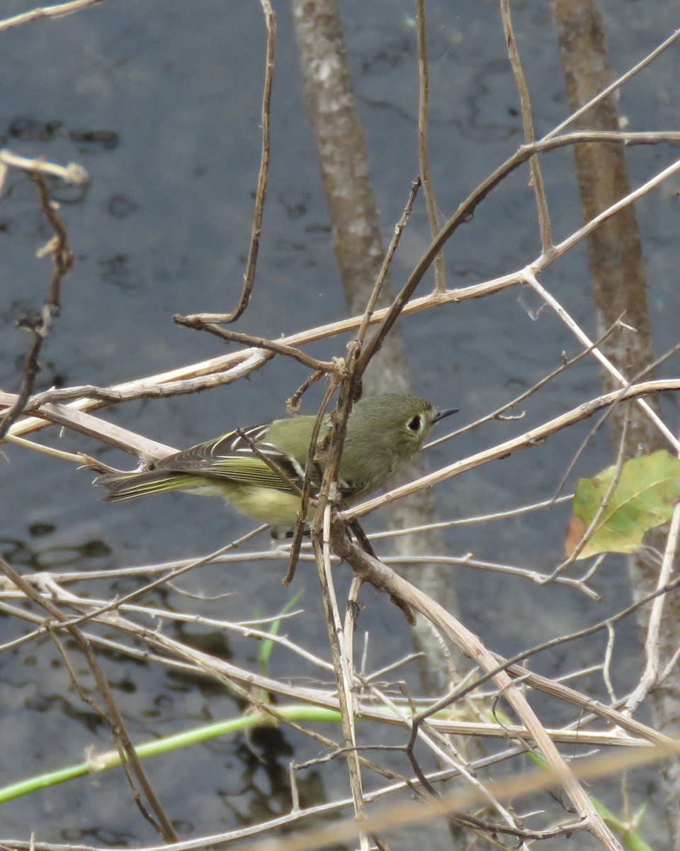 Ruby-crowned Kinglet - ML646551296