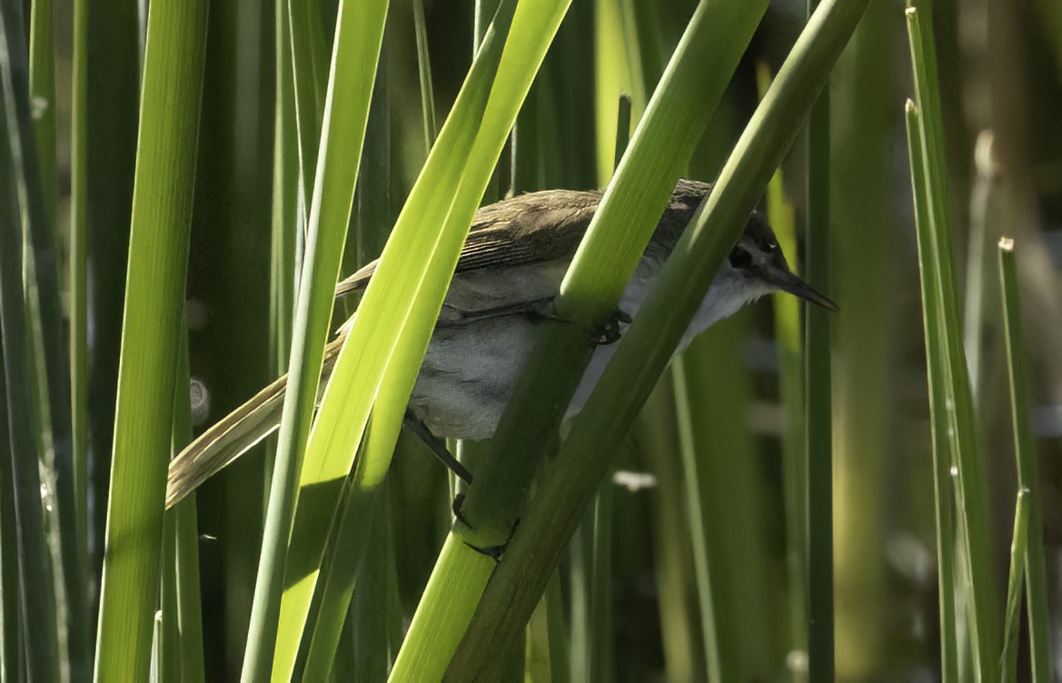 Lesser Swamp Warbler - ML646551297