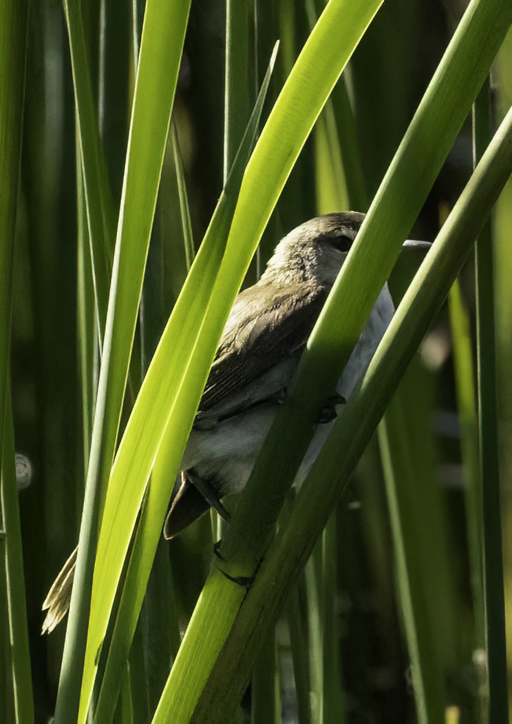 Lesser Swamp Warbler - ML646551298