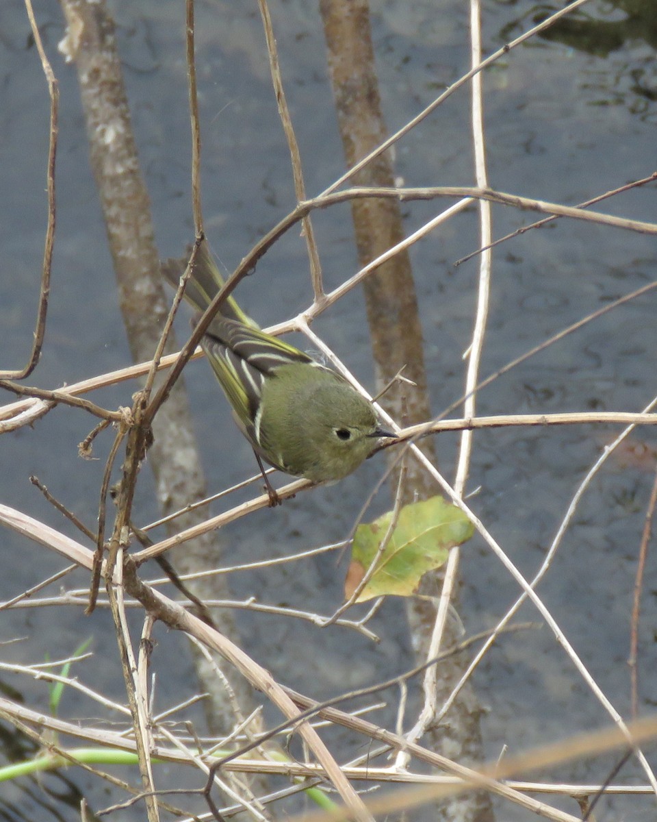 Ruby-crowned Kinglet - ML646551300