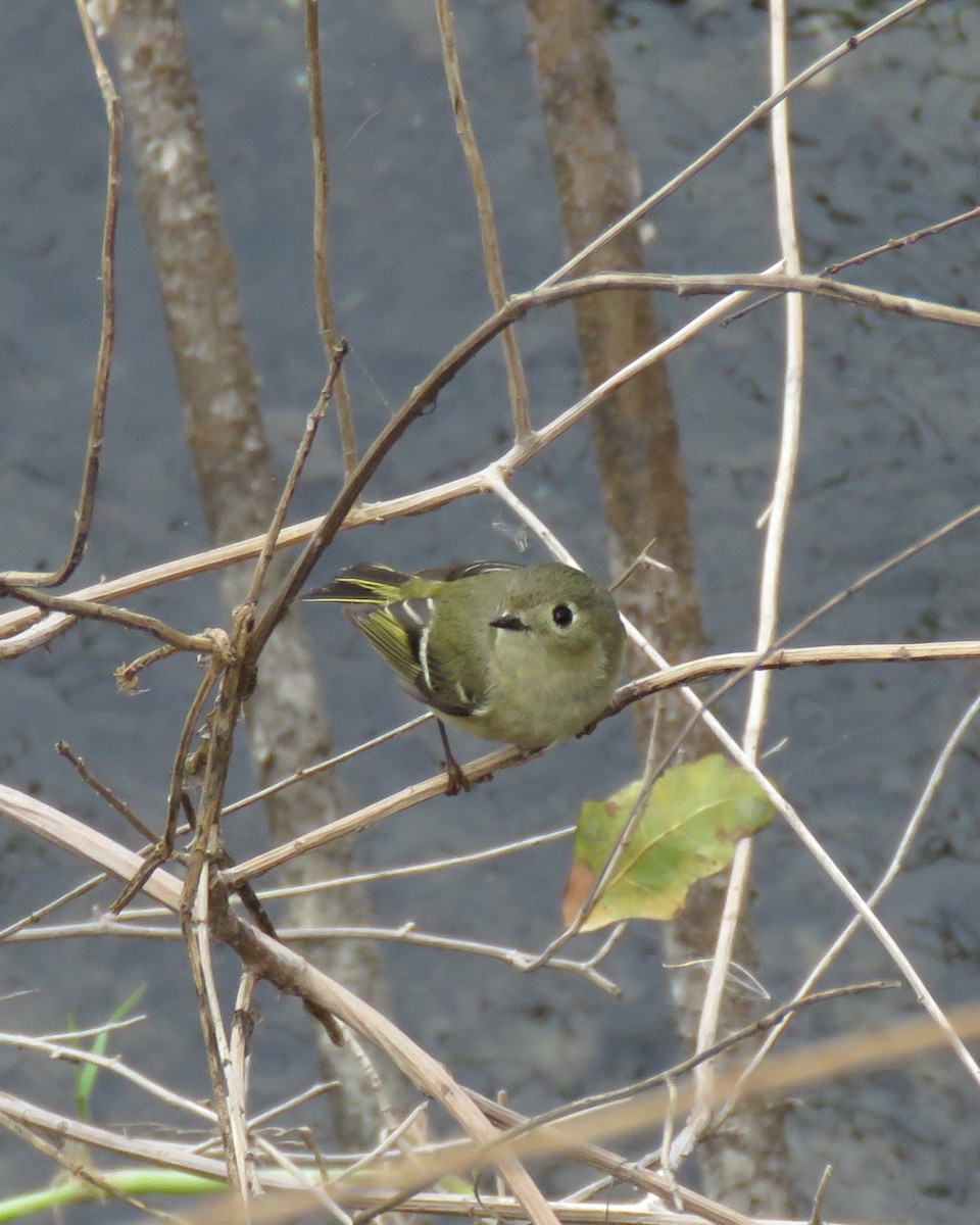 Ruby-crowned Kinglet - ML646551304