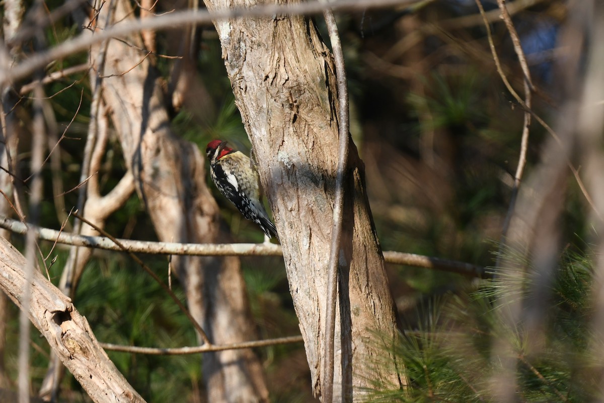 Yellow-bellied Sapsucker - ML646551309