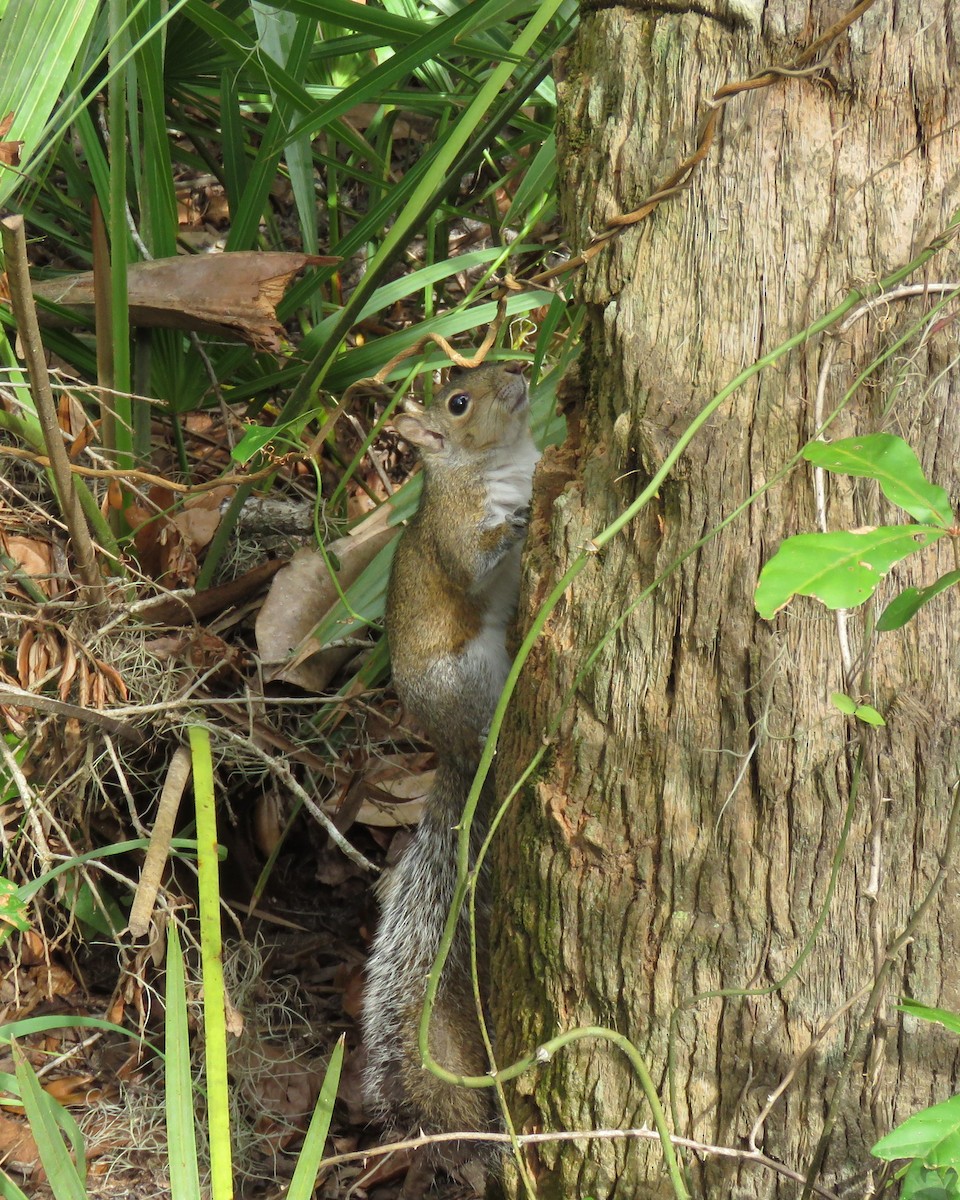 Eastern Gray Squirrel - ML646551311