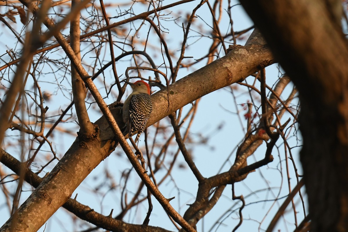 Red-bellied Woodpecker - ML646551316