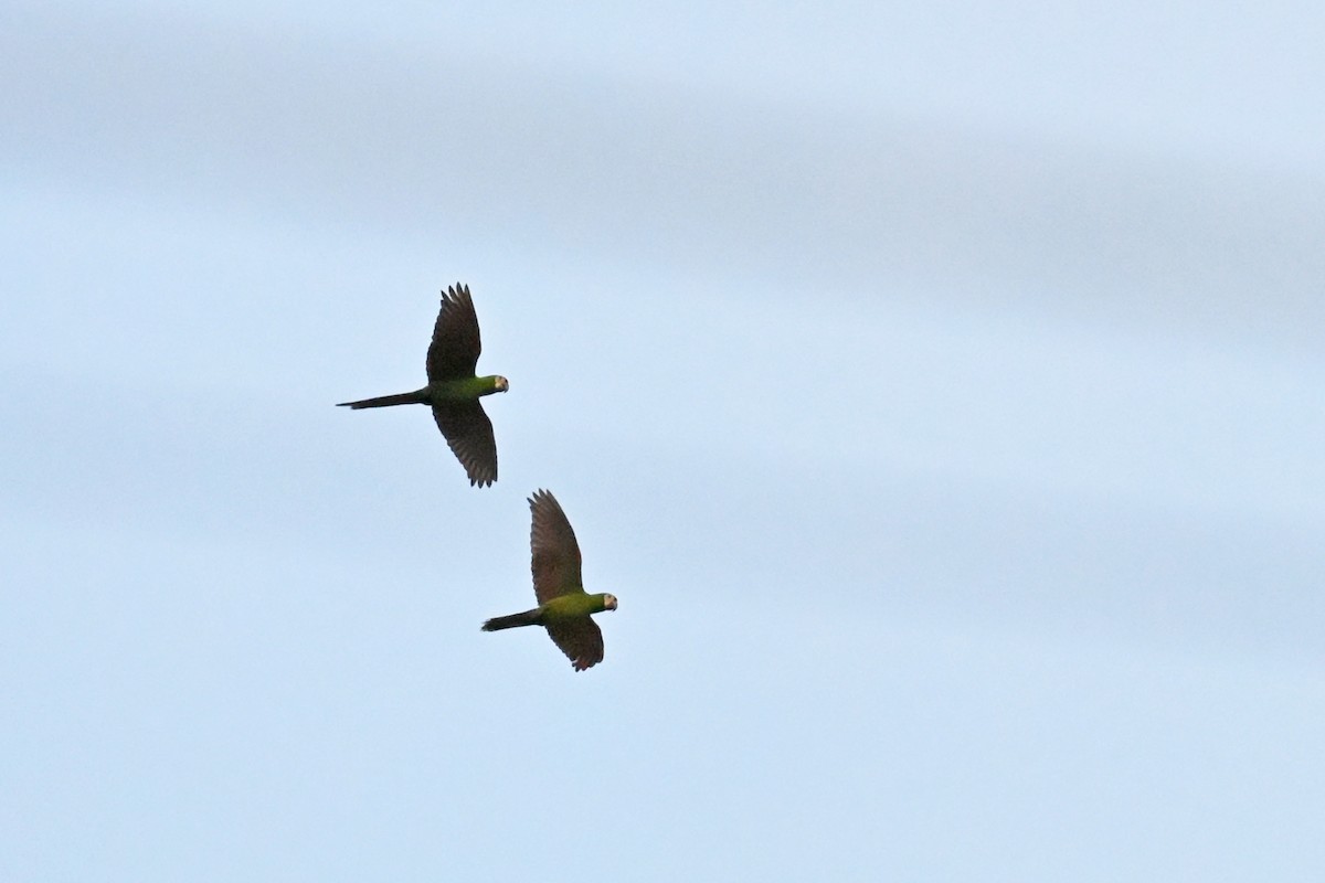 Chestnut-fronted Macaw - ML646551317