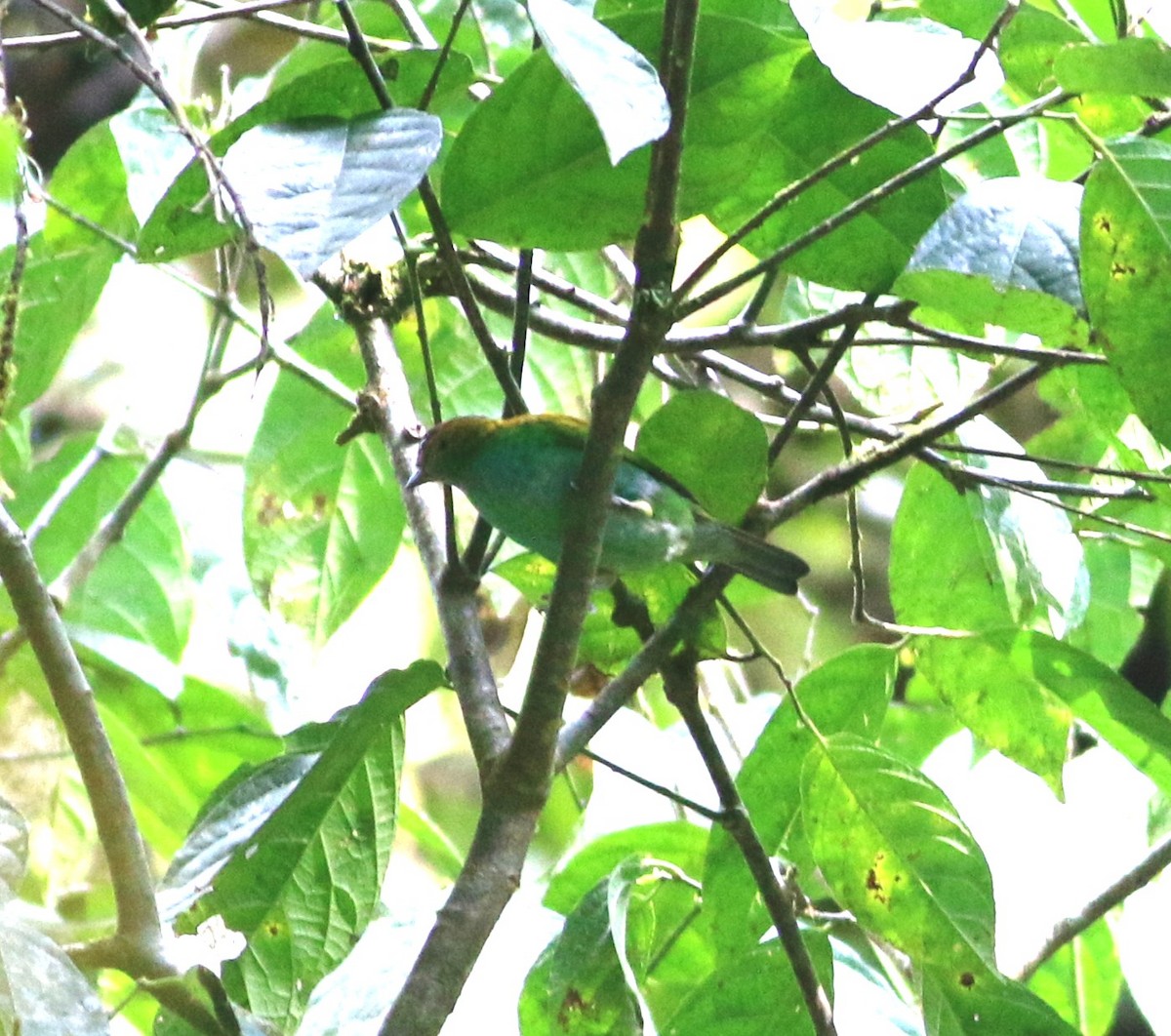 Bay-headed Tanager - ML646551319