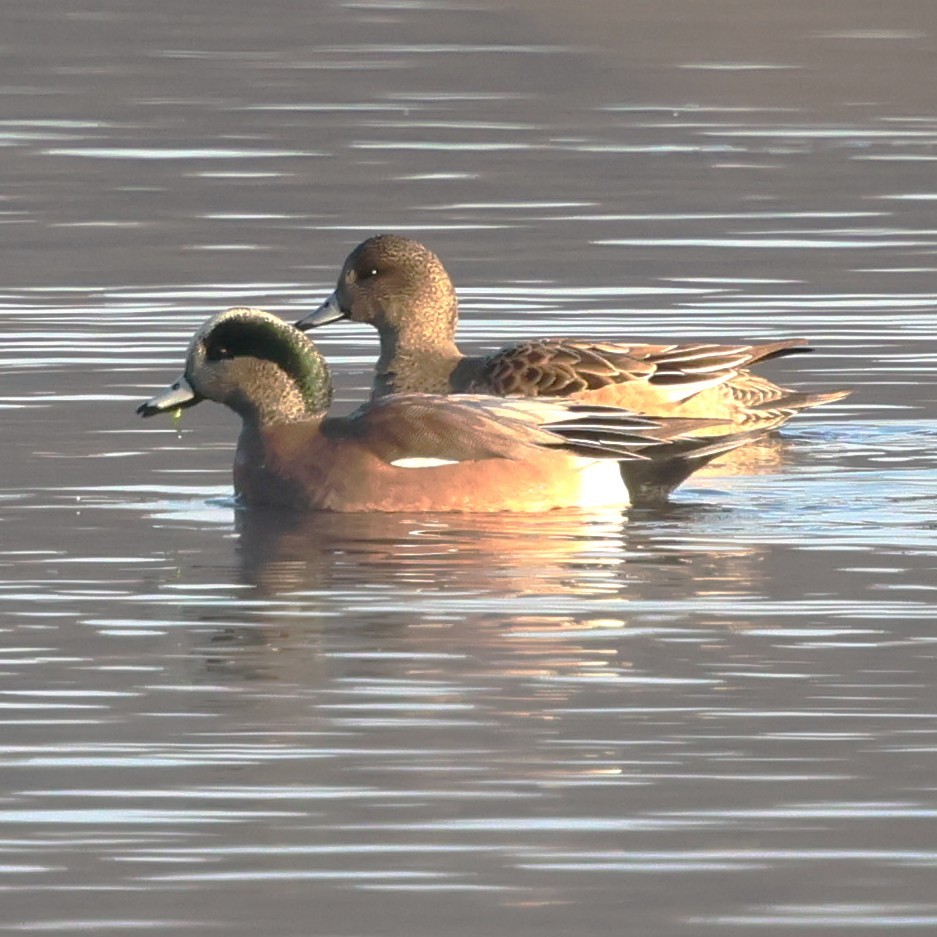 American Wigeon - ML646551324