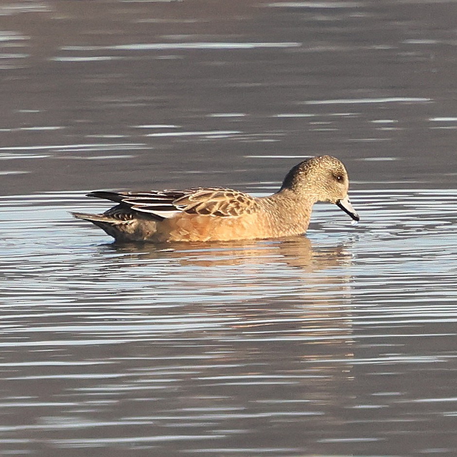 American Wigeon - ML646551325