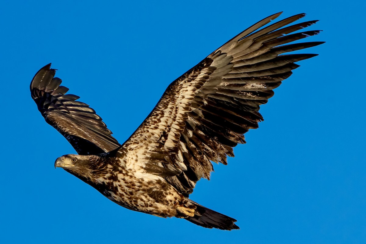Bald Eagle - ML646551327